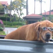 Maui Surf…today aug-23